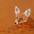 Jeune renard